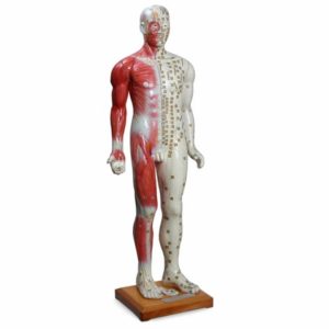 Modelo Masculino para Acupuntura 85cm – TGD-0401-B – Anatomic